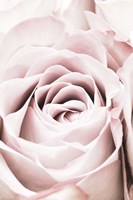 Pink Rose No 6 Fine Art Print