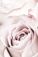 Pink Rose No 5 Fine Art Print