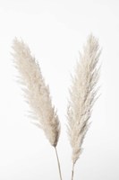 Pampas White Fine Art Print