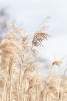 Grass Reed and sky 3 Fine Art Print