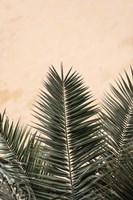 Palm Leaves And Wall 1 Fine Art Print