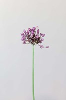 Chive Flower Fine Art Print