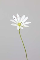 Small White Flower 1 Fine Art Print
