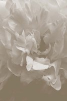 Peony 9 Fine Art Print