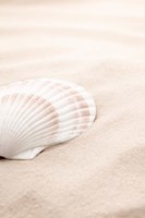 Shell 3 Fine Art Print