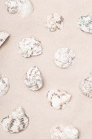 Shells 2 Fine Art Print