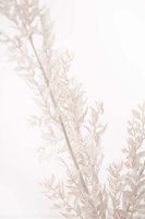 Dried Straws Fine Art Print