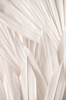 Pattern Fine Art Print