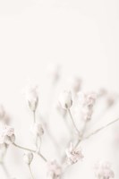 Pink Small Flowers Fine Art Print