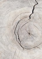 Pattern Wood 2 Fine Art Print