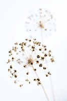 Dried Flower 2 Natural Fine Art Print