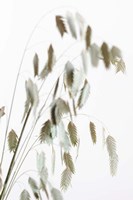 Dried Grass Natural Fine Art Print