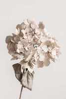 Beige Dried flower Fine Art Print