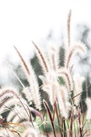 Grass Fine Art Print