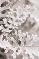 Silver Leaves Fine Art Print