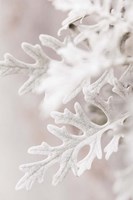 Silver Leaves No 2 Fine Art Print