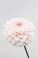 Pink Flower No 3 Fine Art Print