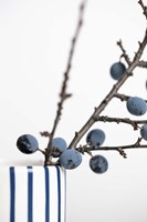 Berries Blue Fine Art Print