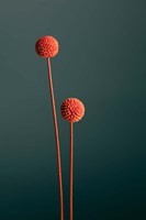Orange Seed Capsules Fine Art Print