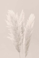 Pampas Grass 2 Fine Art Print