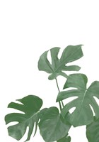 Monstera Aqua 4 Fine Art Print