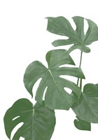 Monstera Aqua 3 Fine Art Print