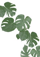 Monstera Aqua 2 Fine Art Print