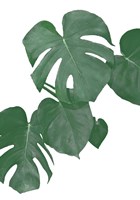 Monstera Aqua 1 Fine Art Print