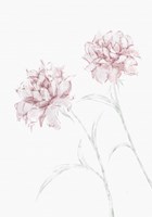 Peony 3 Fine Art Print