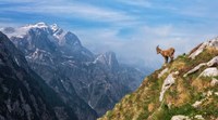 Alpine Ibex in the Mountains Fine Art Print