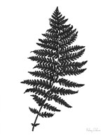 Neutral Fern black II Fine Art Print