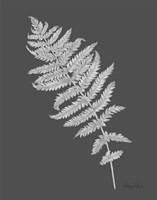 Neutral Fern on grey I Fine Art Print