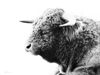 My Highland II Fine Art Print