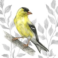 Backyard Birds III-Goldfinch I Framed Print
