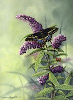 Black Swallowtail Fine Art Print