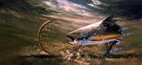 Nothing But Net - Brook Trout Fine Art Print