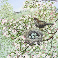 Blossom and Blackbird Fine Art Print