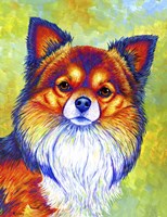 Longhaired Chihuahua Fine Art Print