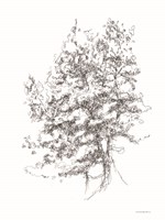 Whispering Pines 2 Framed Print