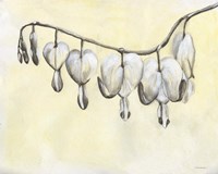 Bleeding Heart Fine Art Print