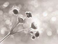 Wild Flowers I Fine Art Print