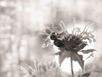 Wild Flowers II Fine Art Print