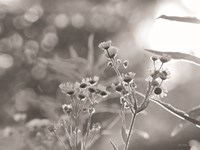 Wild Flowers III Fine Art Print