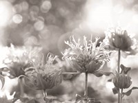 Wild Flowers IV Fine Art Print