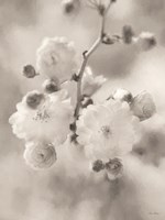 Painted Blossoms I Fine Art Print