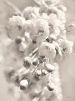 Painted Blossoms II Fine Art Print