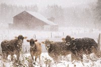 Cold Cows on the Farm Fine Art Print