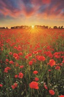 Poppies at Sunset Fine Art Print