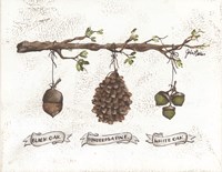 Pinecone Acorn Study Fine Art Print