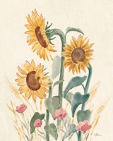 Sunflower Season IX Bright Framed Print
